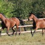 Lena und Luna im Galopp - 2012 - 