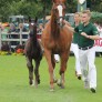 Falco erfolgreich am Züchtertag anlässlich des CHIO in Aachen