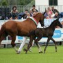 Falco erfolgreich am Züchtertag anlässlich des CHIO in Aachen