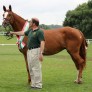 Falco erfolgreich am Züchtertag anlässlich des CHIO in Aachen