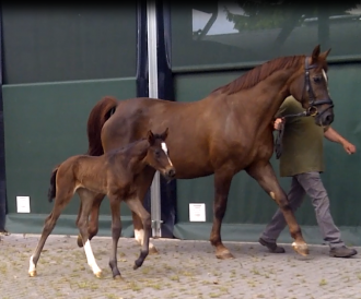 Dorothea von Daley Thompson 1