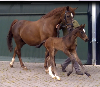 Dorothea von Daley Thompson 2