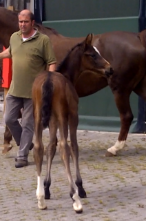 Dorothea von Daley Thompson 3