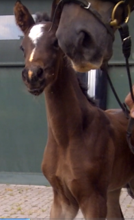 Dorothea von Daley Thompson - Kopffoto -