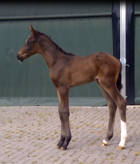 Dorothea von Daley Thompson - eine Woche alt -