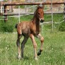 Hengstfohlen von Escolar......ein Angeber auf der Weide.