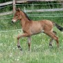 Hengstfohlen von Escolar - zwei Wochen alt - 